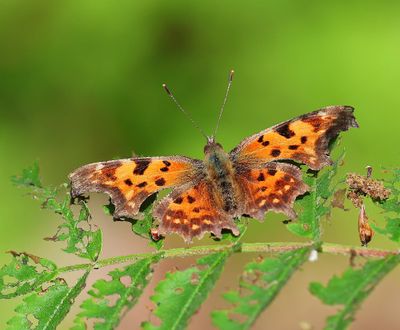 Gehakkelde Aurelia - Comma Butterfly