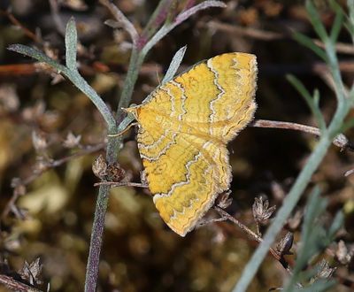 Gestreepte Goudspanner - Yellow Shell