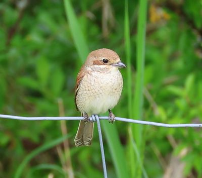 Grauwe Klauwier - Red-backed Shrike