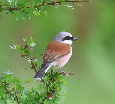 Grauwe Klauwier - Red-backed Shrike