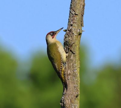 Groene Specht - European Green Woodpecker