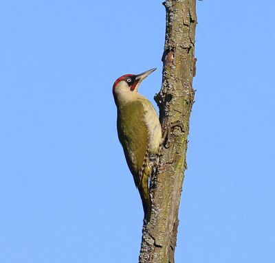 Groene Specht - European Green Woodpecker