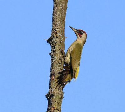 Groene Specht - European Green Woodpecker