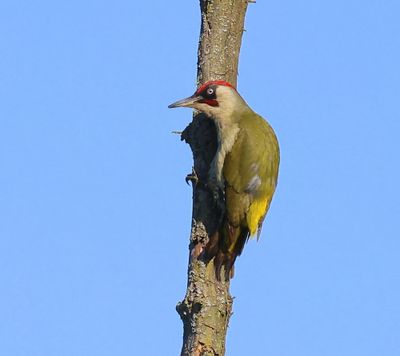 Groene Specht - European Green Woodpecker