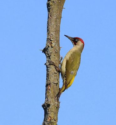 Groene Specht - European Green Woodpecker