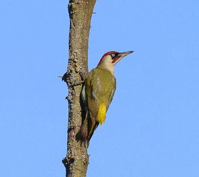 Groene Specht - European Green Woodpecker