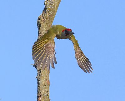 Groene Specht - European Green Woodpecker
