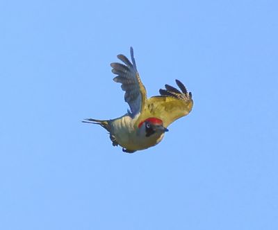 Groene Specht - European Green Woodpecker