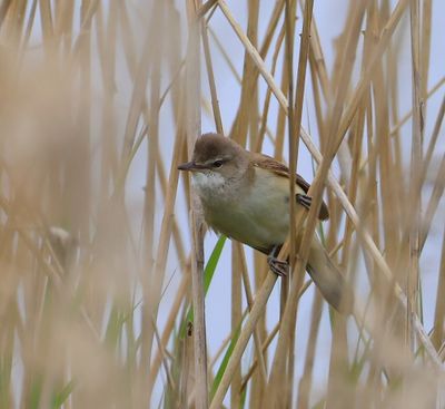 Grote Karekiet - Great Reed Warbler