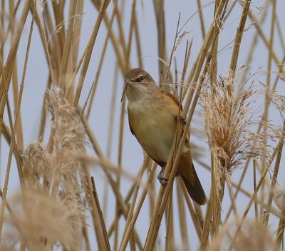Grote Karekiet - Great Reed Warbler