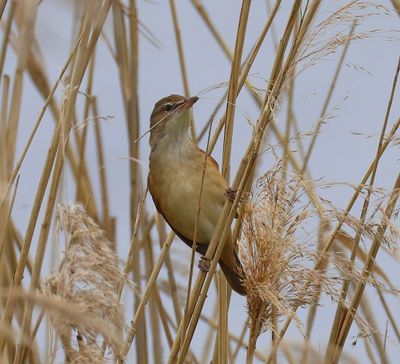 Grote Karekiet - Great Reed Warbler