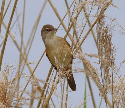 Grote Karekiet - Great Reed Warbler