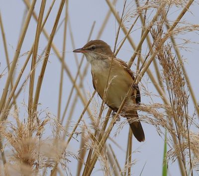 Grote Karekiet - Great Reed Warbler