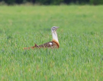 Grote Trap - Great Bustard