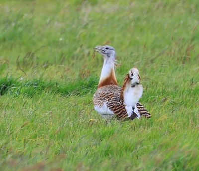 Grote Trap - Great Bustard