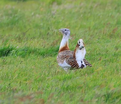 Grote Trap - Great Bustard