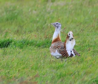 Grote Trap - Great Bustard