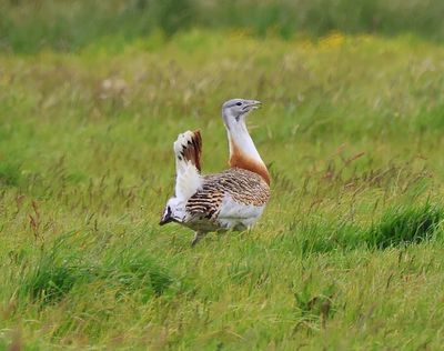 Grote Trap - Great Bustard