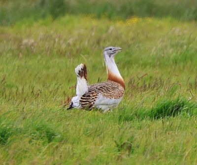Grote Trap - Great Bustard