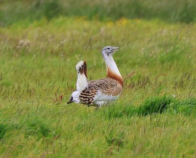 Grote Trap - Great Bustard