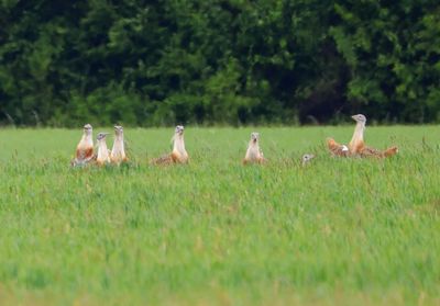 Grote Trappen - Great Bustards