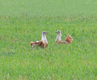 Grote Trappen - Great Bustards