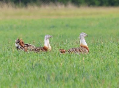 Grote Trap - Great Bustard