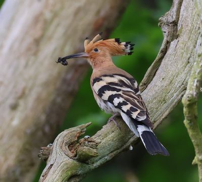 Hop - Eurasian Hoopoe