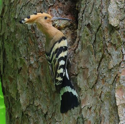 Hop - Eurasian Hoopoe