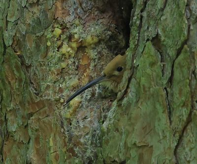 Hop - Eurasian Hoopoe