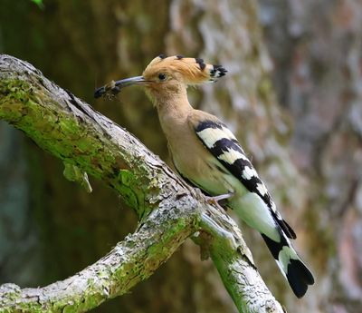 Hop - Eurasian Hoopoe