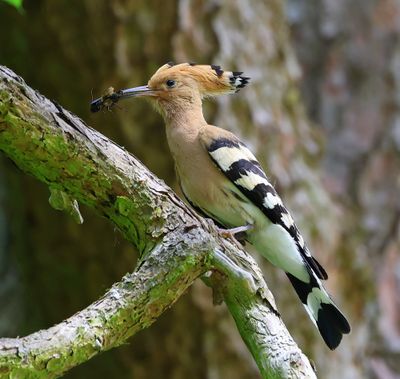Hop - Eurasian Hoopoe