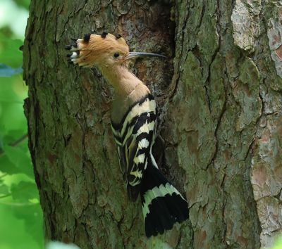 Hop - Eurasian Hoopoe