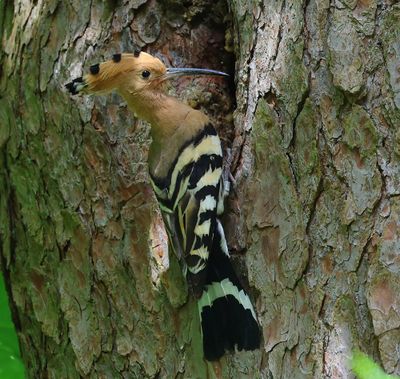 Hop - Eurasian Hoopoe