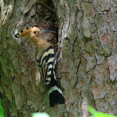 Hop - Eurasian Hoopoe