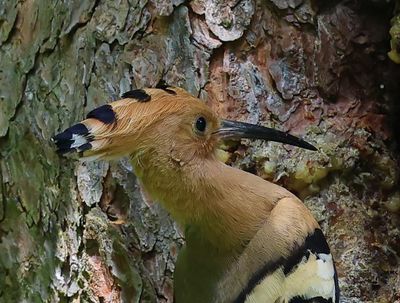 Hop - Eurasian Hoopoe
