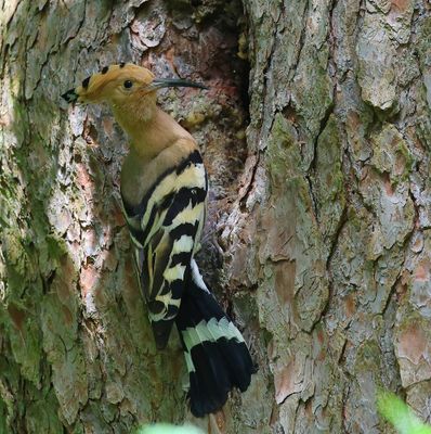Hop - Eurasian Hoopoe