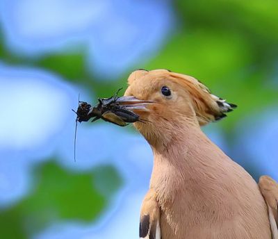 Hop - Eurasian Hoopoe