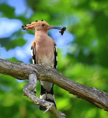 Hop - Eurasian Hoopoe