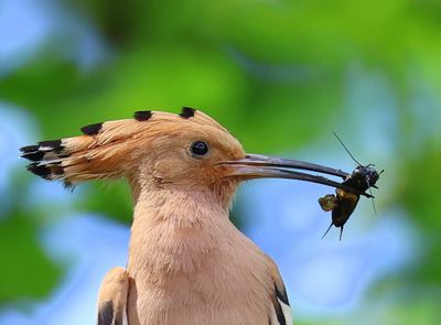 Hop - Eurasian Hoopoe