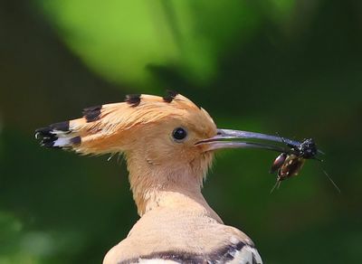 Hop - Eurasian Hoopoe