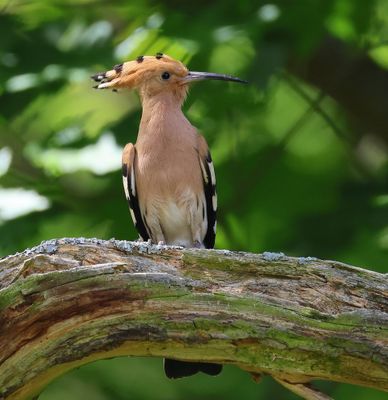 Hop - Eurasian Hoopoe
