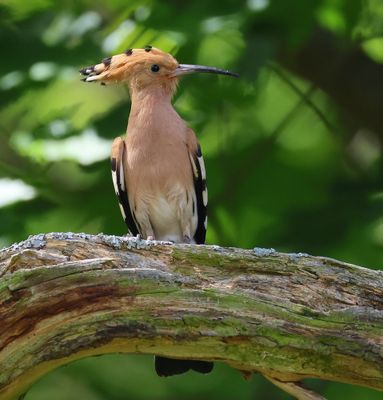 Hop - Eurasian Hoopoe