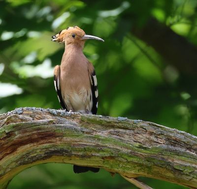 Hop - Eurasian Hoopoe