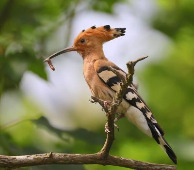 Hop - Eurasian Hoopoe