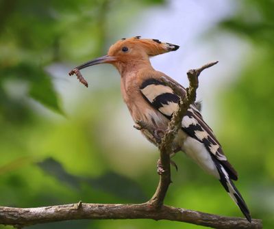 Hop - Eurasian Hoopoe