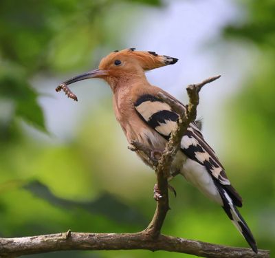 Hop - Eurasian Hoopoe
