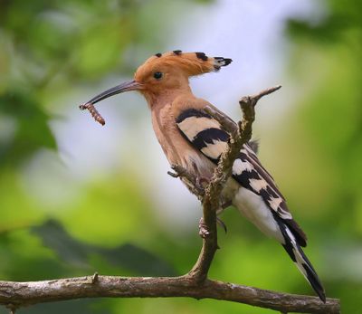 Hop - Eurasian Hoopoe