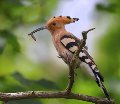 Hop - Eurasian Hoopoe