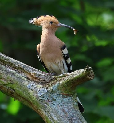 Hop - Eurasian Hoopoe